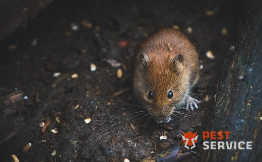 Дератизация в Костанае